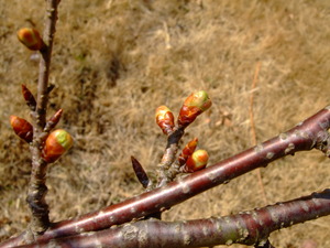 2012_0221���ꥹ�ޥ�������0007