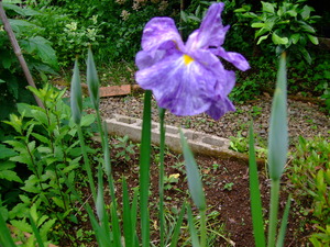 2011_0615���۲�0011