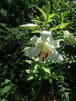 2011_0710孫達0018