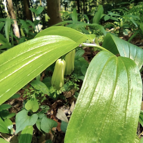 �ۥ����㥯������