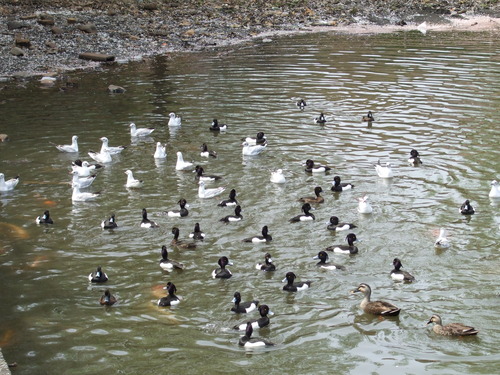 2008_0405三つ池のさくら0015
