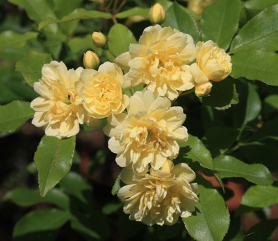 ��å����Х顼��