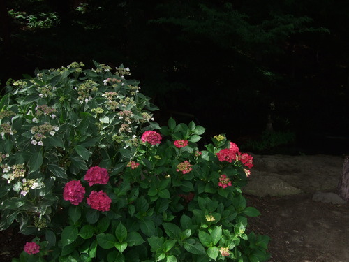 DSCF0650