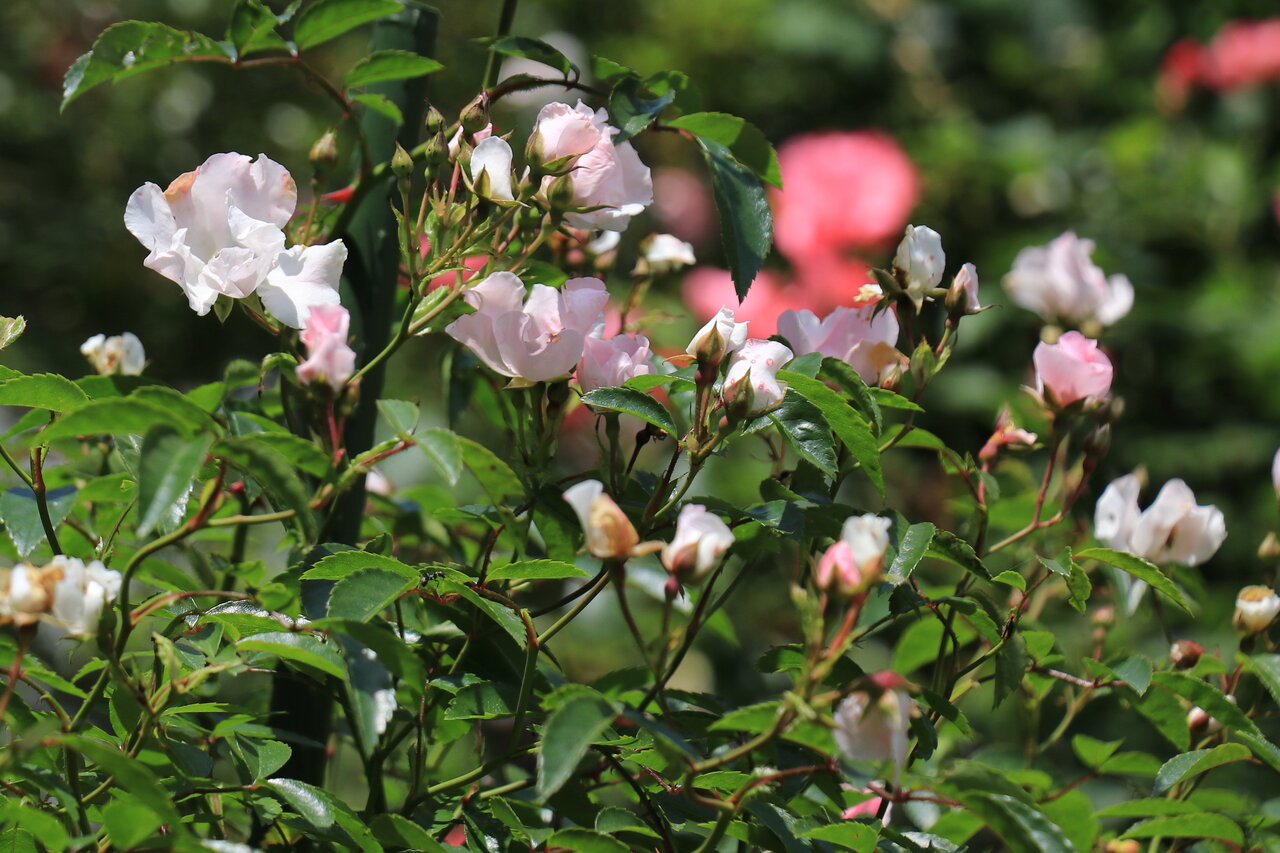 バラ のぞみ 花咲かすおじさん