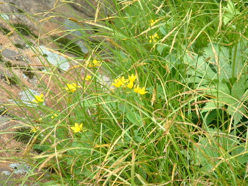 DSCF0016
