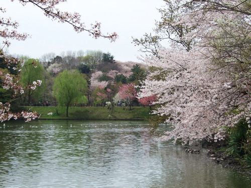 2008_0405三つ池のさくら0030