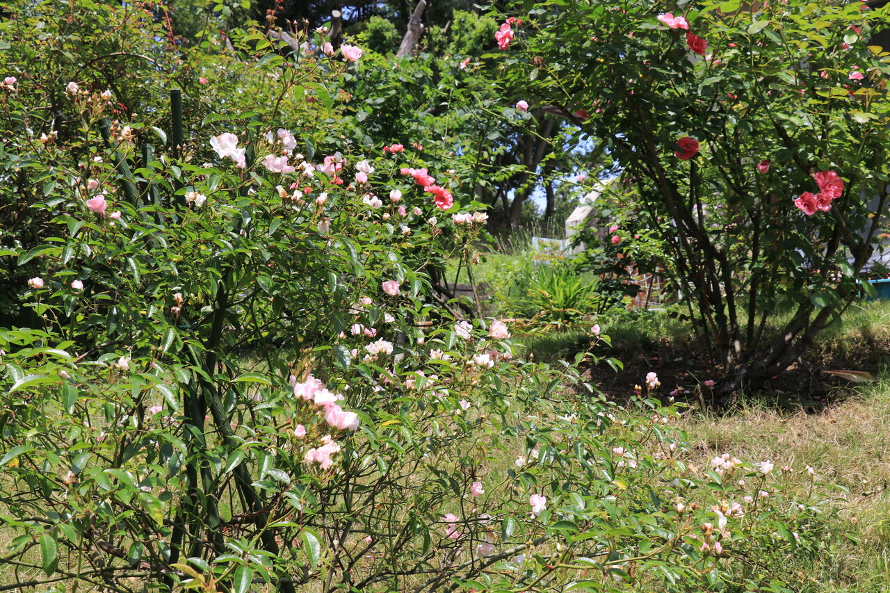 バラ のぞみ 花咲かすおじさん