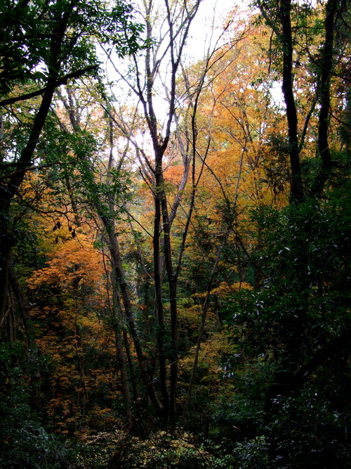 2007_1202¹ä»Ë¾»»Òº§Ìó0014