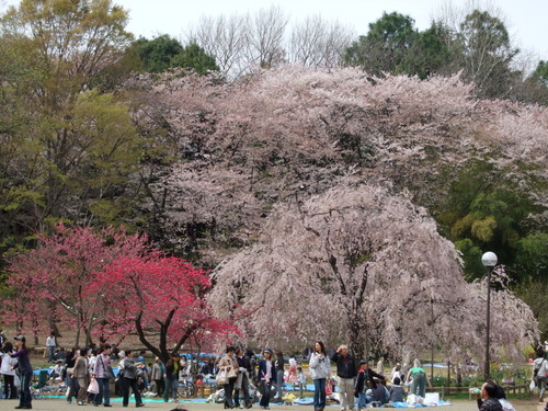 2008_0405三つ池のさくら0016