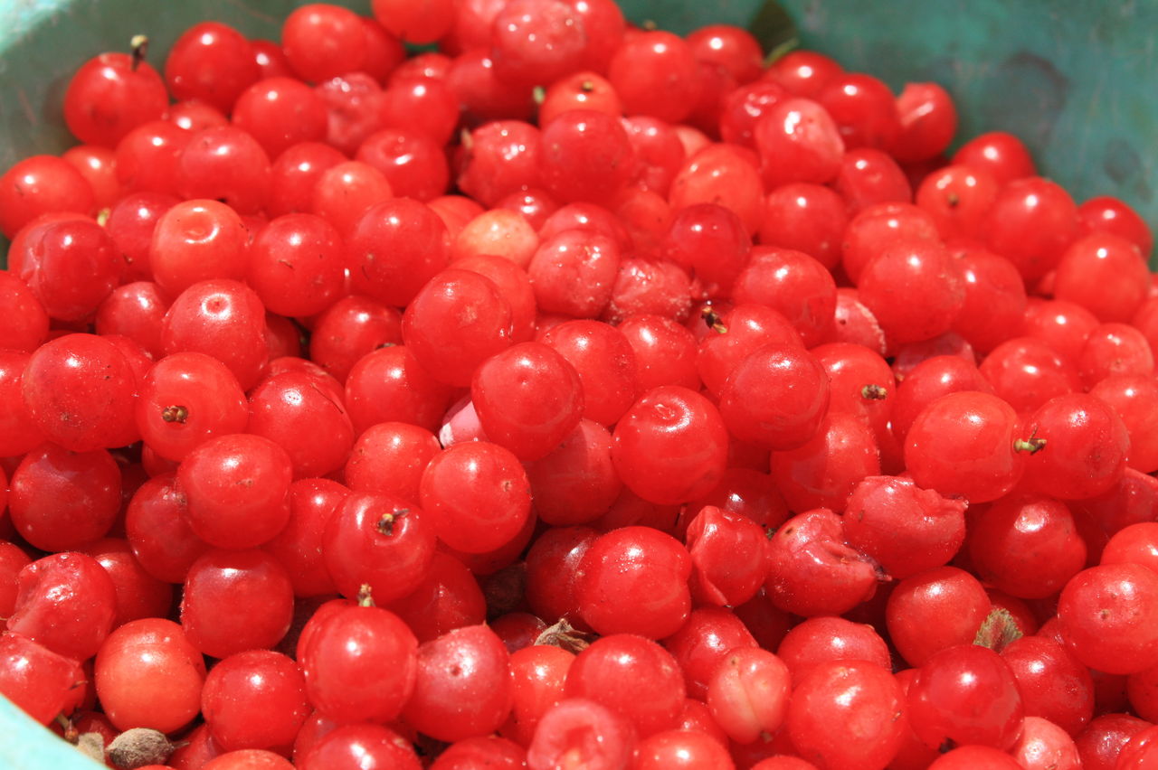 ユスラウメの実収穫 花咲かすおじさん ユスラウメの実収穫 花咲かすおじさん