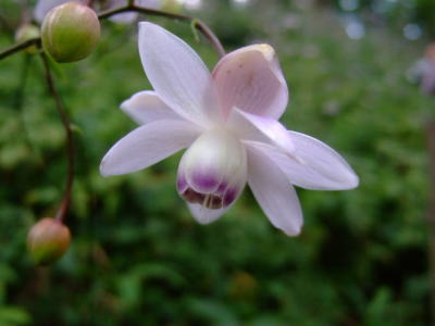 ��󥲥��祦�ޤβ�