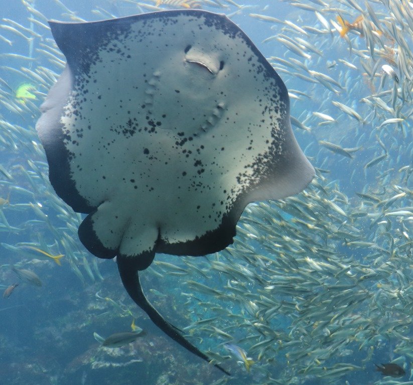 下田 １８ 下田海中水族館 花咲かすおじさん