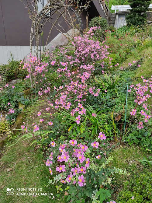 IMG_20201005_105048(2)