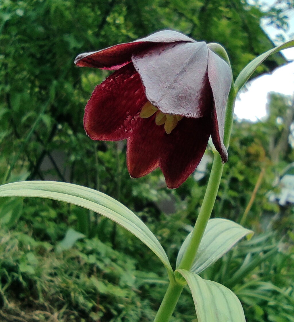 クロユリの花 花咲かすおじさん クロユリの花 花咲かすおじさん