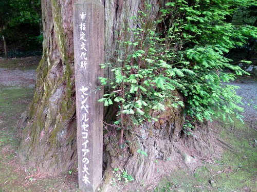 IMG_20200512_160939_BEAUTY (1)