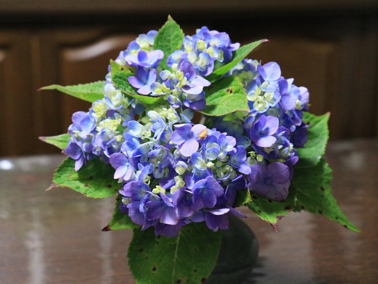 秋の紫陽花 花咲かすおじさん 秋の紫陽花 花咲かすおじさん