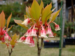 2010_0328�٥륿���פβ�0001