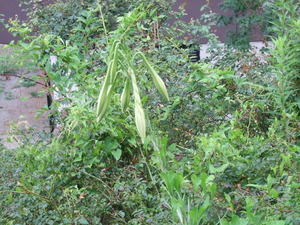 2011_0813Ŵˤ¥æ¥ê