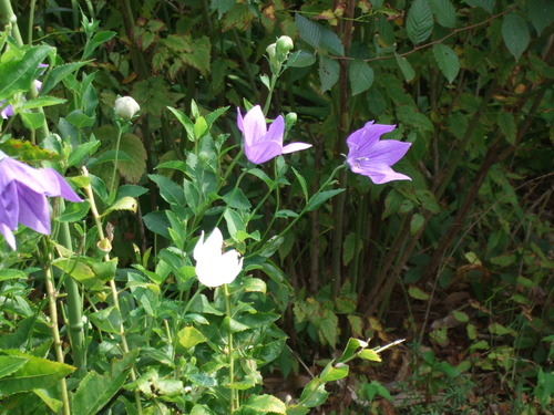 2011_1011¾ÅÆîÊ¿0020