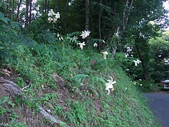 2011_0716ޥ0003