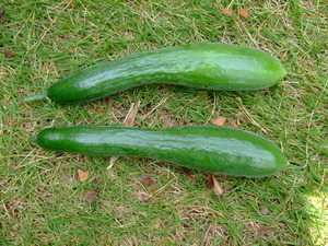 2011_0623���奦��0017