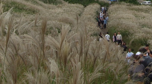 DSCF5873ススキ草原