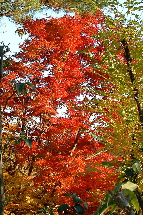 2007_1202Ƴλºµ¢¤êGH0041