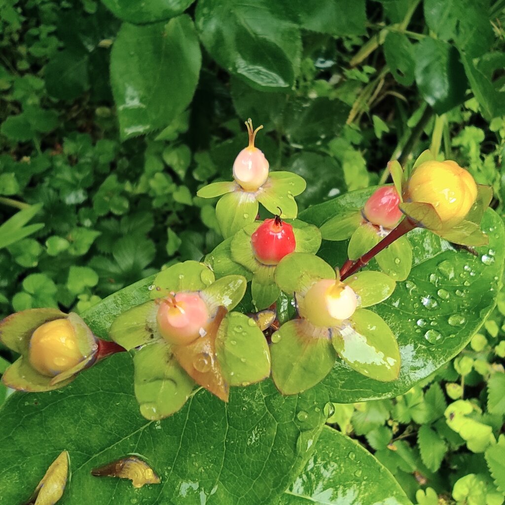 ヒペリカム ワイルドストロベリー 花咲かすおじさん