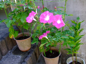 2010_0811ī��0002