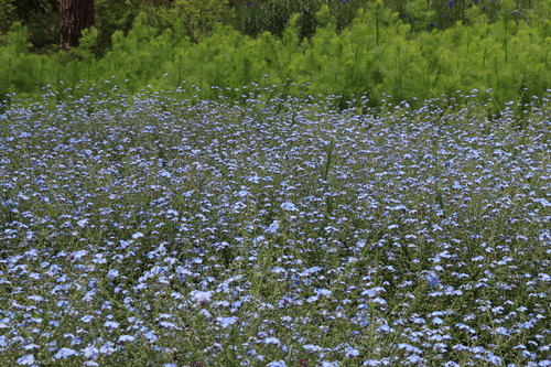 IMG_5384˺¤ì¤ÊÁð