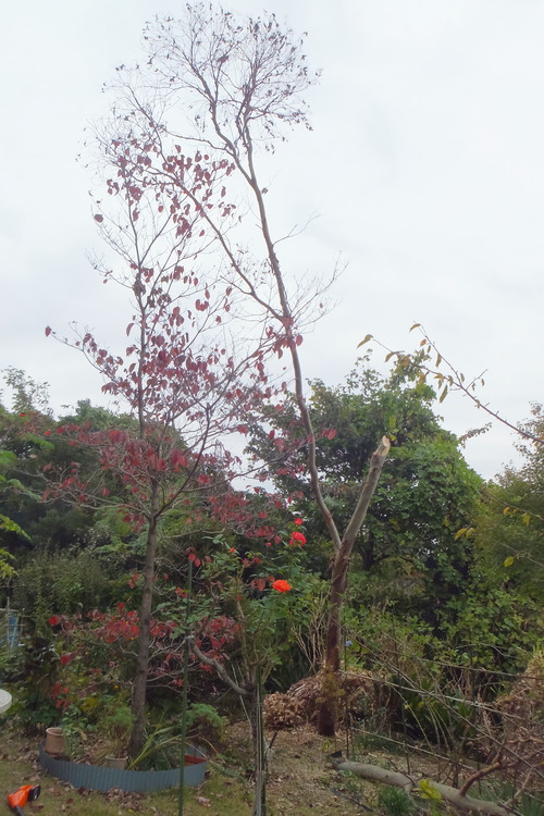 DSCF6947