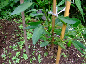 2011_0623���奦��0015