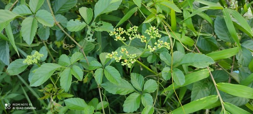 IMG_20200819_172455