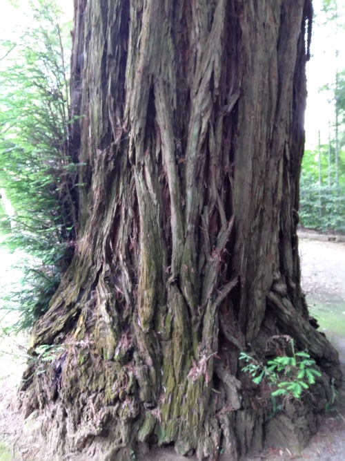 IMG_20200512_162520_BEAUTY