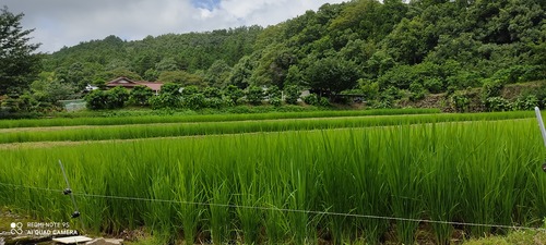 IMG_20200719_110329(1)