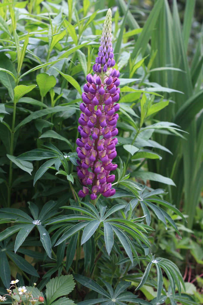 庭の花 花咲かすおじさん 庭の花 花咲かすおじさん