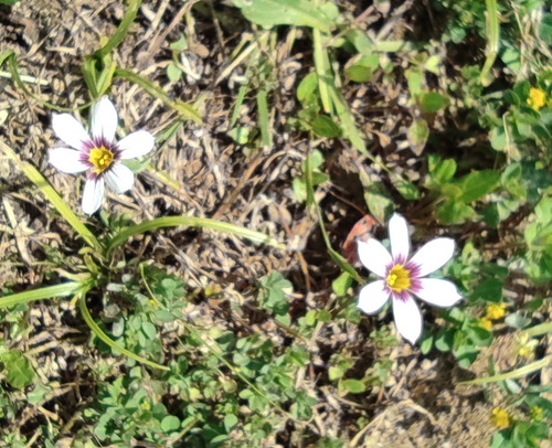 �˥良�����祦