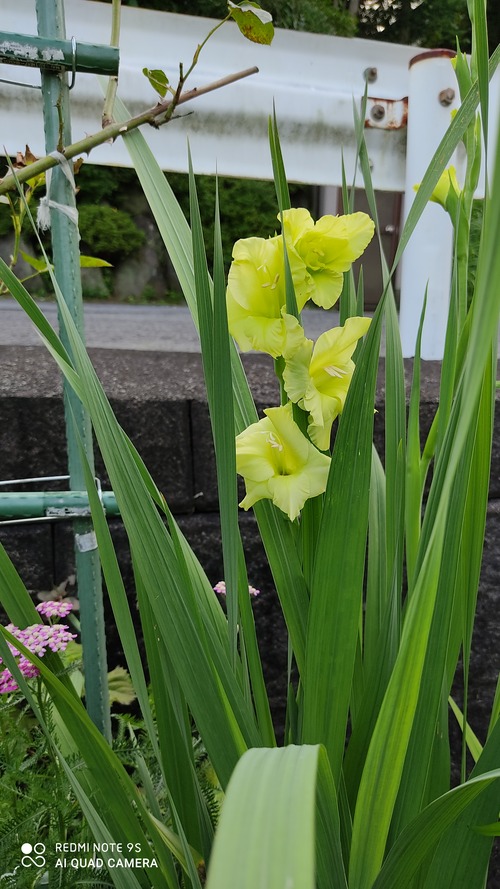 緑のグラジオラス