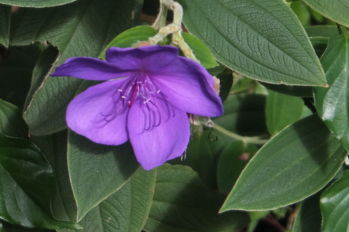 DSCF7816�Υܥ��󡡥�����Υܥ���