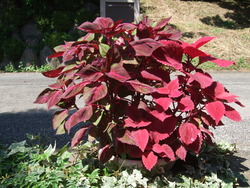 2011_0830¥³¥ê¥¦¥¹0003