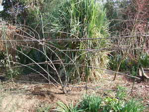 2010_0118�Ĥ�Х�������0008