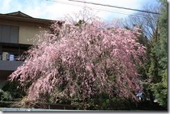IMG_1752 IMG_1752