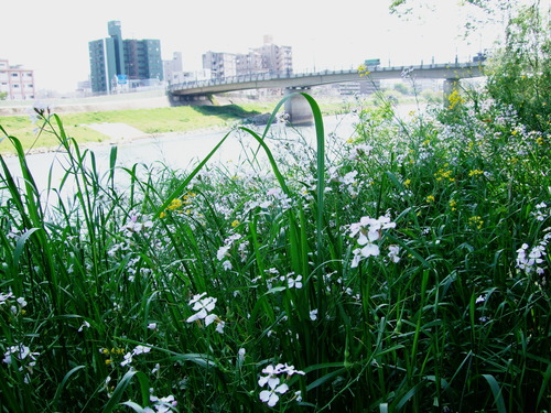 2008_0423熊本0112