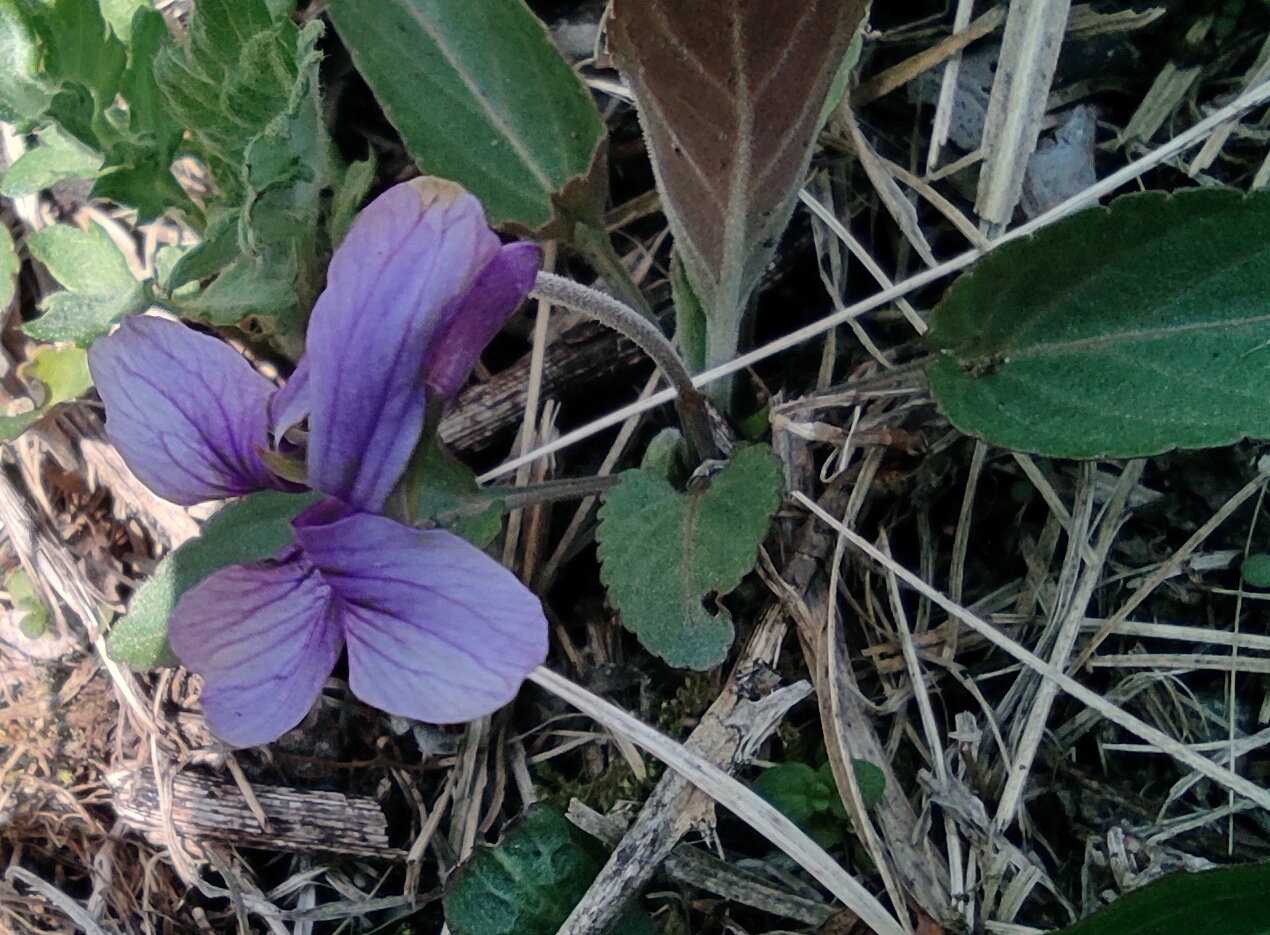 花咲かすおじさん スミレが咲く頃 花咲かすおじさん スミレが咲く頃