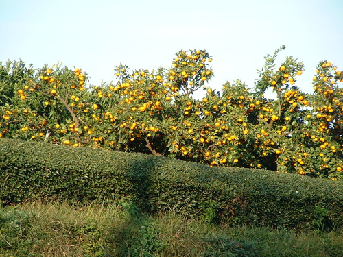 2007_1202Ƴλºµ¢¤êGH0048