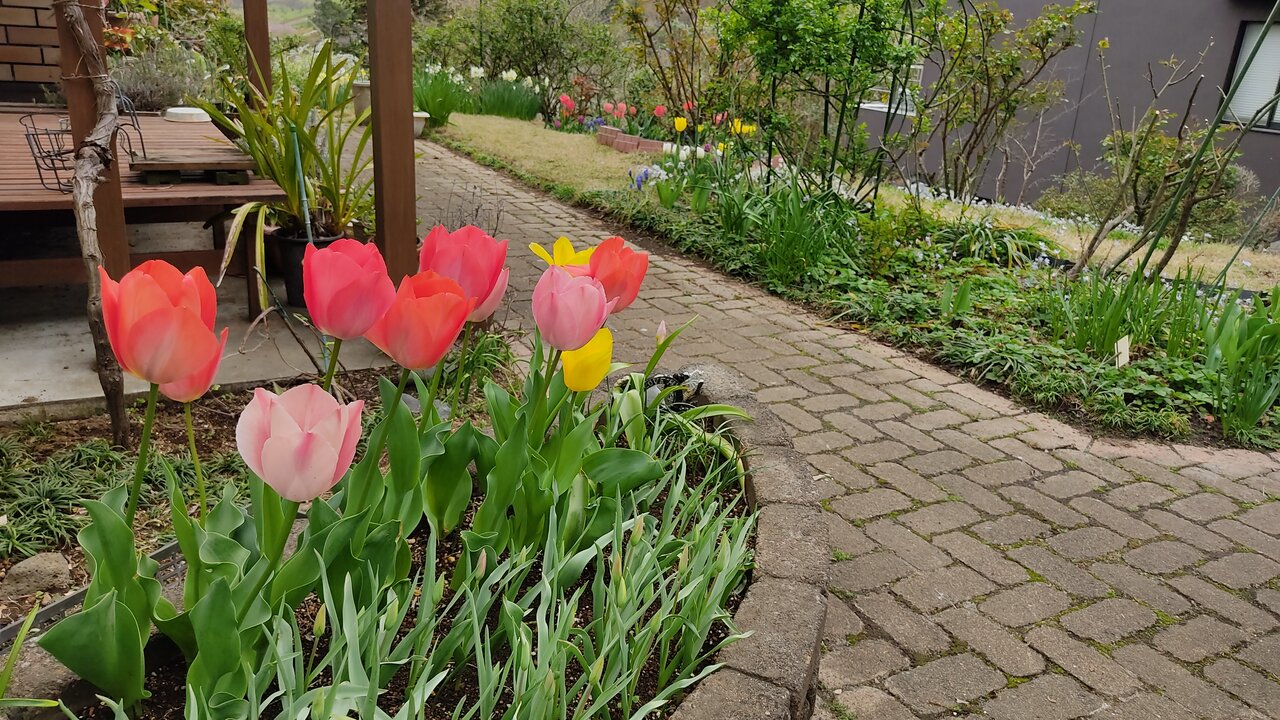 庭のチューリップ 花咲かすおじさん
