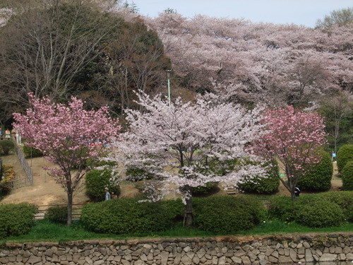 2008_0405三つ池のさくら0014