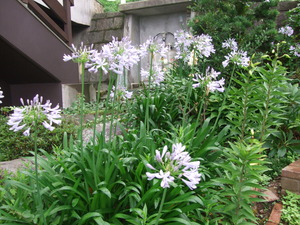 2011_0708松田町0075