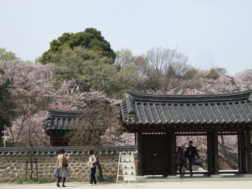 2008_0405三つ池のさくら0039