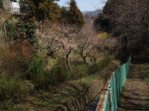 2011_0319GHの黄色0021